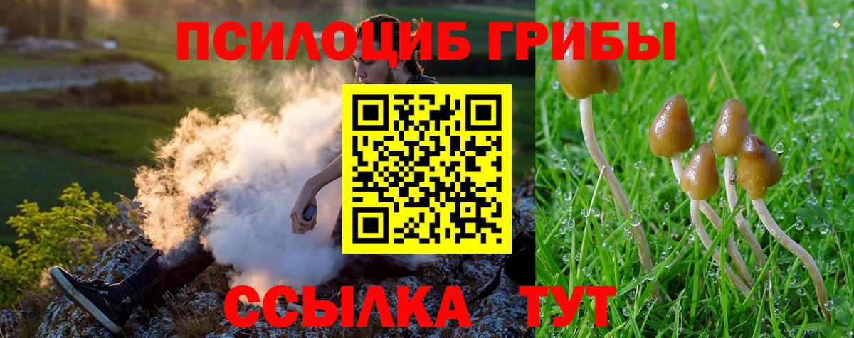Галлюциногенные грибы Psilocybine cubensis Сальск